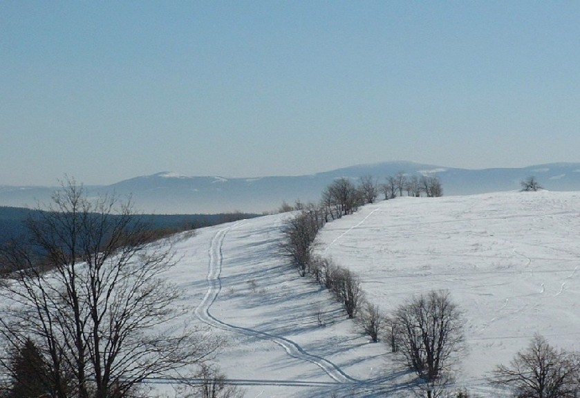 Zieleniec 2003
